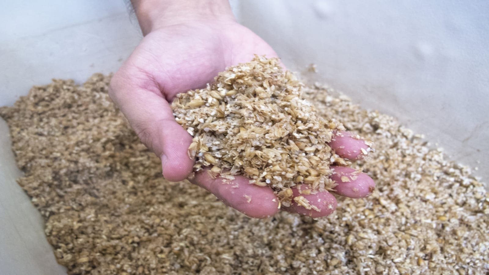 Thumbnail for Newly launched startup EverGrain to convert AB InBev’s barley waste into plant-based protein