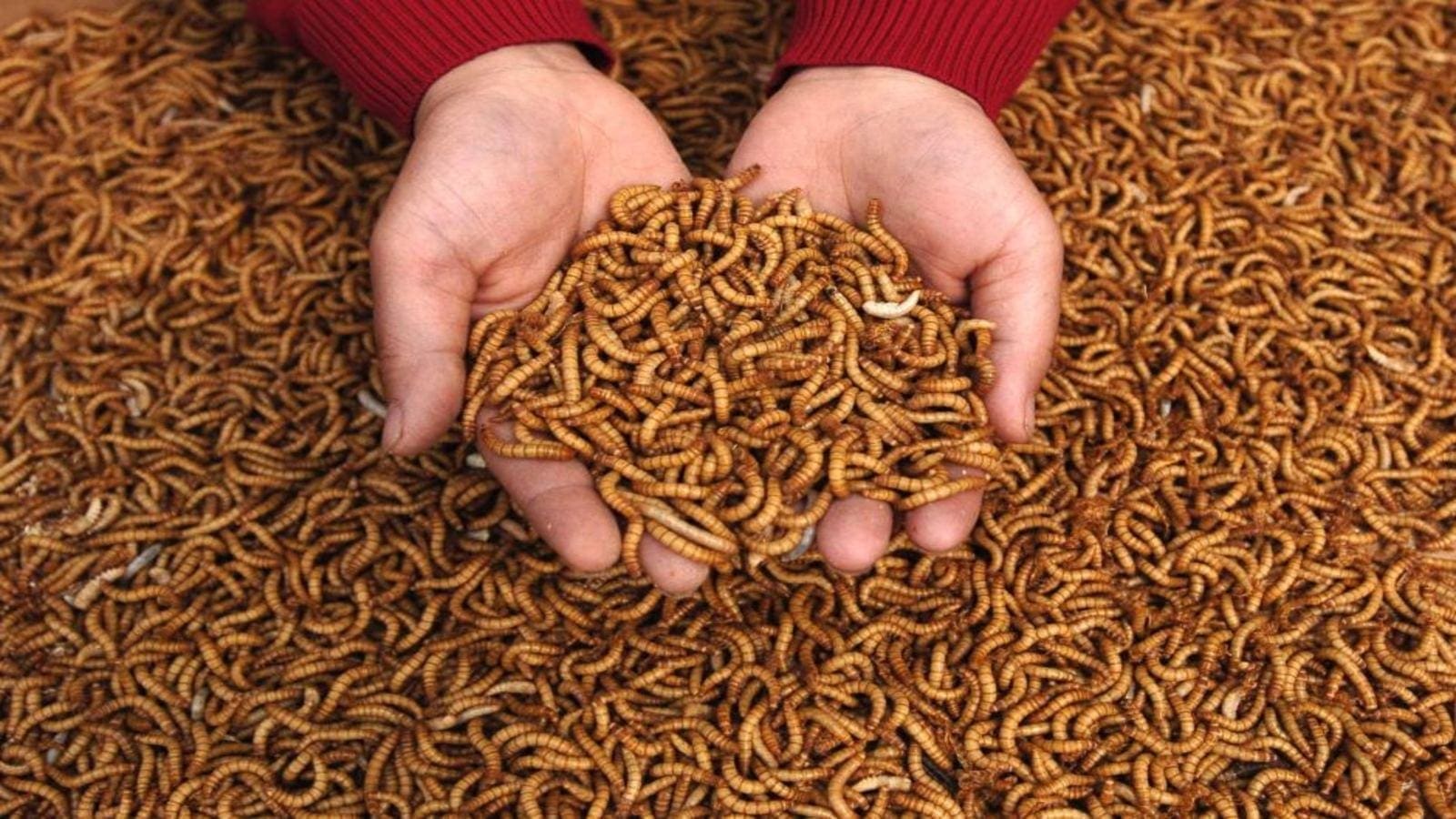 Thumbnail for EU food safety authority approves yellow mealworms as safe for consumption