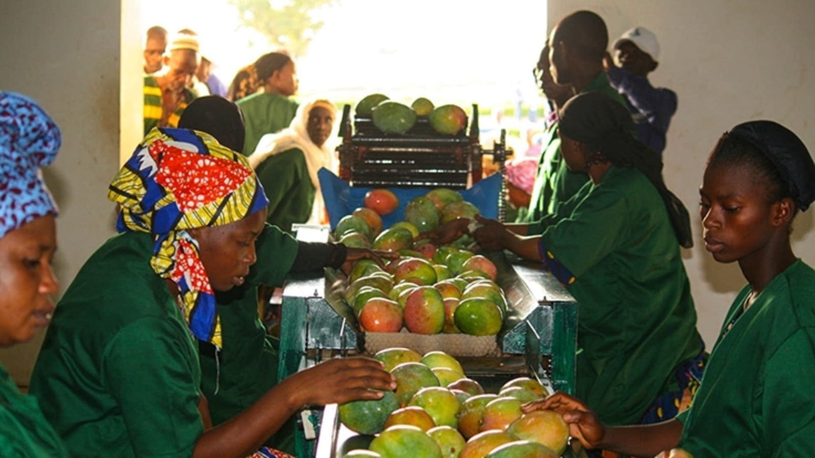 Thumbnail for IFC issues US$2.4m loan financing to Mali’s leading mango processor to expand export market