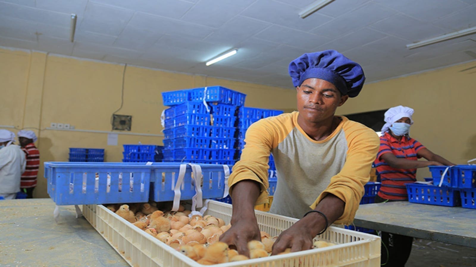 Thumbnail for Zimbabwe to undertake inaugural artificial insemination on rabbits in partnership with South African specialist