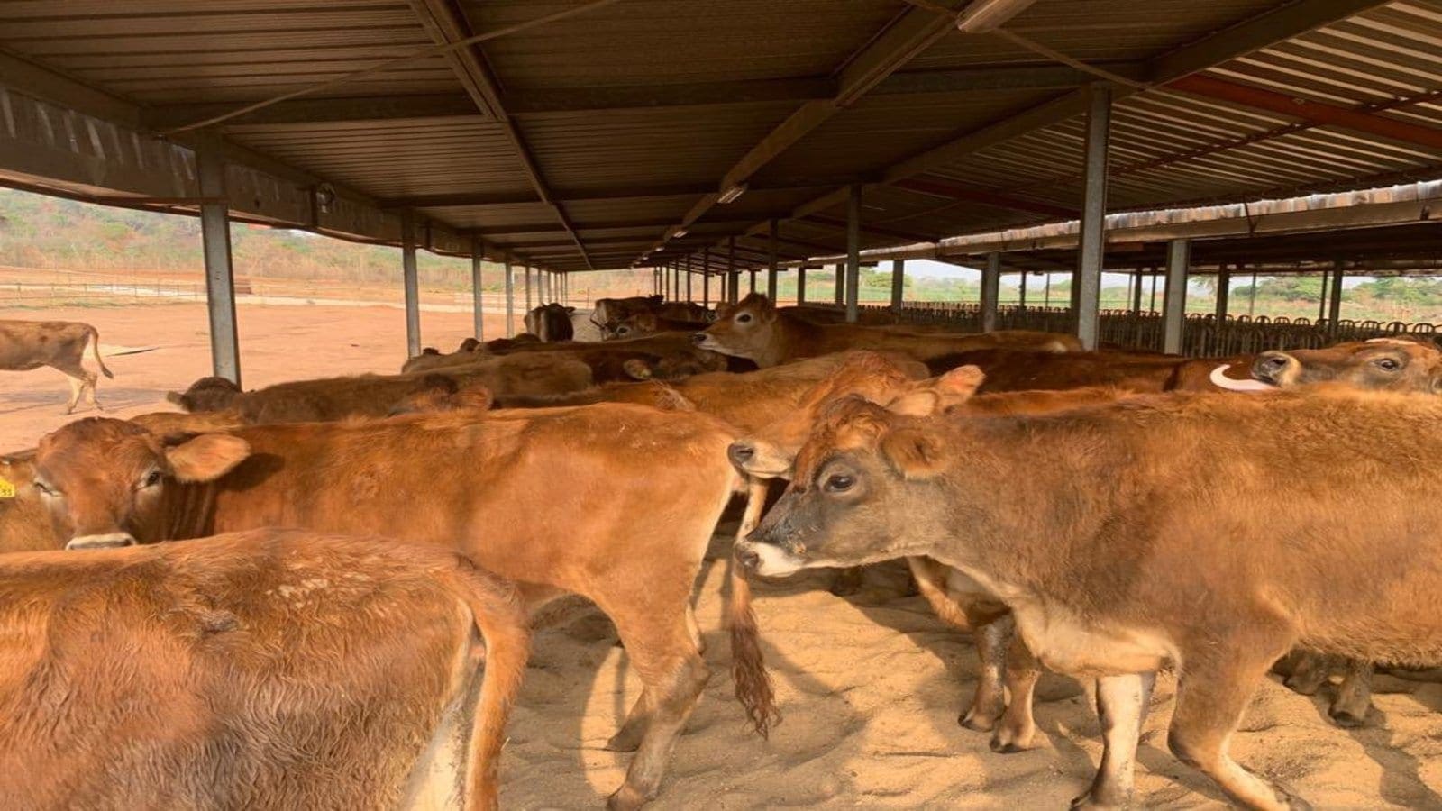 Thumbnail for Trade Kings Groups expands product portfolio with launch of protein-rich energy shake