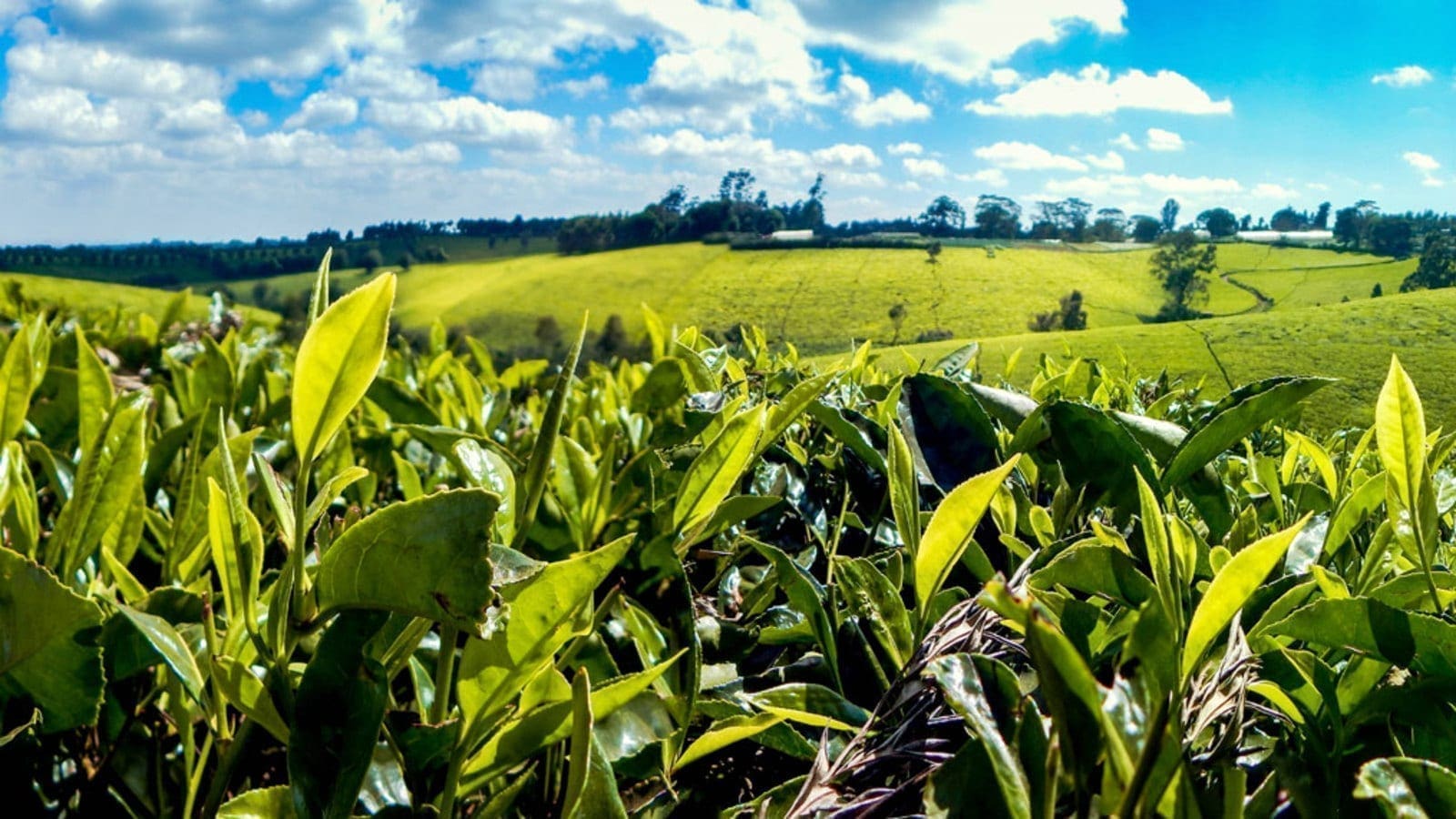 Thumbnail for Heineken to increase presence in East African markets