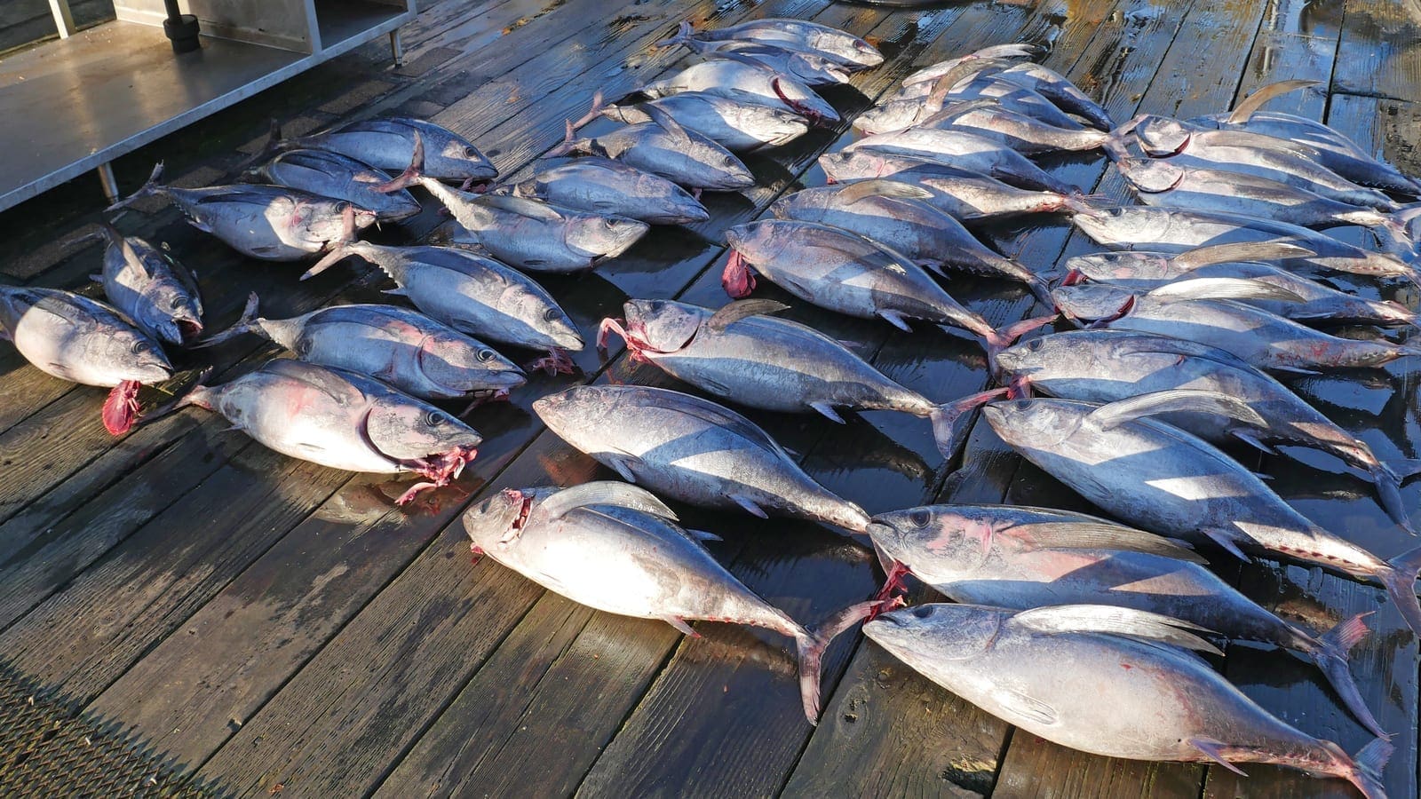 Thumbnail for Cargill, Tesco launch initiative to boost sustainable seafood production