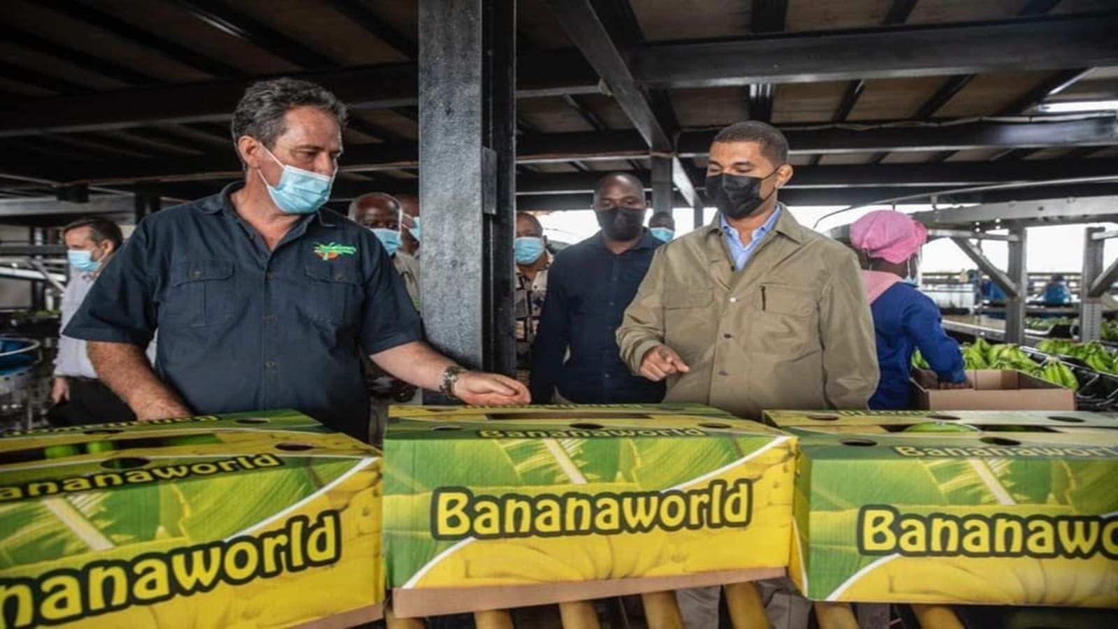 Thumbnail for Mozambique’s Bananalândia Group eyes bigger banana export market, opening US$20m processing unit