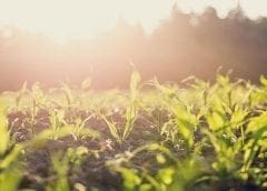 Thumbnail for Biotechnology company CGAL seeks to invest US$68m in Ghana to promote organic farming