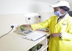 Thumbnail for Flour Mills of Nigeria expands sugar project with acquisition of additional land