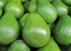 Thumbnail for Uganda set to expand avocado exports with new roadmap