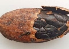 Thumbnail for GAIN to rope in Ethiopia’s private sector in streamlining country’s food system to tackle malnutrition