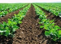 Thumbnail for RAPS launches vegan barbecue products made from pea-protein