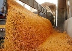 Thumbnail for Paraguay, Indonesia to record uptick in grain production in latest USDA projections