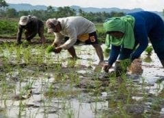 Thumbnail for Nigerian Breweries reports 26.9% Q1 revenue jump triggering impressive bottom-line growth