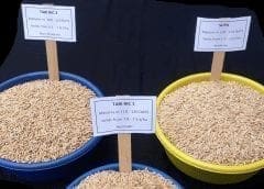 Thumbnail for Kenyan firm Sasini bounces back to profitability despite decline in half year revenue