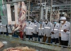 Thumbnail for Kenyan dairy processor Brookside partners with SunCulture, installs solar water pumps to boost milk production