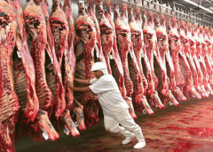 Thumbnail for Morocco reaps US$2.7M from vegetable exports to Poland, finds new markets for onions in Senegal 