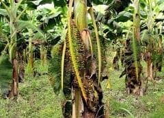 Thumbnail for Diageo pledges US$6.35m to support India’s  fight against covid-19