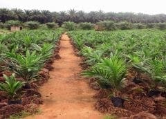 Thumbnail for Kenyan organic feed, fertilizer maker Ecodudu breaks ground on new rearing facility