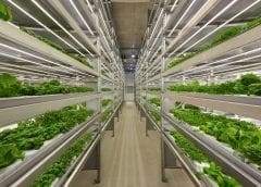 Thumbnail for Zambia’s Bigtree Beverages debuts immune-boosting energy drink Lifeway C-Shot 500