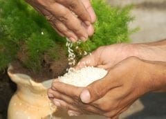 Thumbnail for Indian snack company Haldiram’s Nagpur partners SIG to launch dairy line