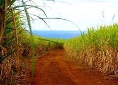 Thumbnail for Leading international consultants PwC, Ernst & Young raise bid to oversee privatization of Ethiopia’s sugar factories