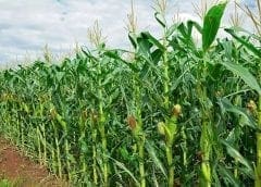 Thumbnail for Afri-Plastics Challenge shifts to second strand seeking new solutions to reduce plastic usage across Sub-Saharan Africa