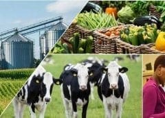 Thumbnail for Nigeria’s growing appetite for palm kernel oil, meal set to propel production rate