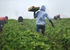 Thumbnail for Bimbo strengthens Brazilian presence with opening of its largest and most modern baking facility