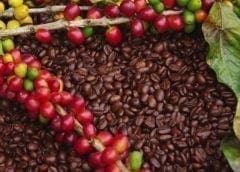 Thumbnail for Colombia’s coffee production stagnates as India, Mexico look forward to higher outputs: USDA