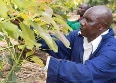 Thumbnail for Africa focused fin-tech startup LendXS BV sells 21% stake to IDH to jointly accelerate smallholder financing