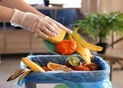 Thumbnail for African food and agriculture companies transition to solar to cut costs