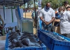 Thumbnail for Egyptian Al Fayoum to launch first cream packed in aseptic cartons, Clover SA shuts down facility due to poor service delivery