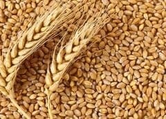 Thumbnail for Algeria rejects French, Canadian wheat cargo deemed unfit for consumption