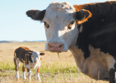 Thumbnail for Milk prices skyrocket in Uganda on account of prolonged drought