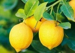 Thumbnail for Algeria rejects French, Canadian wheat cargo deemed unfit for consumption