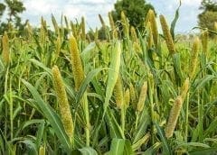 Thumbnail for Kenya makes agribusiness attractive to youths with launch of US$20m capacity building initiative