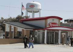 Thumbnail for  Alberta University scientists find high-protein, plant-based alternative to gelatin