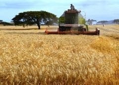 Thumbnail for Fiber fortification associated with lower risk of cardiovascular disease and diabetes 