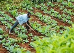 Thumbnail for Seed Co establishes US$12m drying plant in Zimbabwe enhancing availability of seeds in market