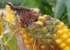 Thumbnail for Nigerian cocoa-exporting company ADT Russet gets US$2.8m financing to drive market access