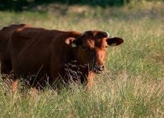 Thumbnail for High Court bars Kenya Breweries from terminating beer distributorship agreements with agents