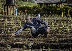 Thumbnail for Maple Leaf Foods eyes four Canadian pig farms as Niagara Bottling plans to build US$156m facility in US