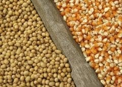 Thumbnail for AGRA signs MoU with USDA to improve agricultural systems for African farmers