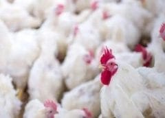 Thumbnail for South African wine company DGB expands its portfolio overseas