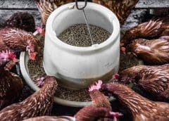 Thumbnail for DSM acquires next-gen eubiotics platform start-up to bolster support for sustainable animal farming
