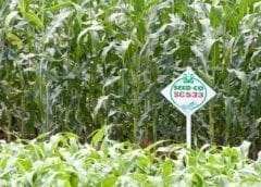 Thumbnail for BUA Group officially merges its food operations under one entity dubbed BUA Foods