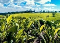 Thumbnail for China’s Mengtai Group imports entire distillery from Scotland to create “globally award-winning whisky”