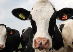 Thumbnail for Starbucks, Arla partner to explore sustainable solutions for dairy farming