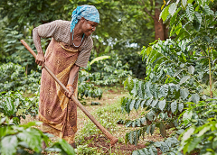 Thumbnail for Diageo trials sustainable paper bottles for Baileys in Spain 