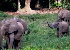 Thumbnail for Coca-Cola quenches thirst of South African communities facing water shortages by availing alternative source