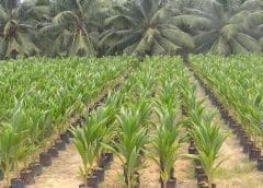 Thumbnail for Kenya Breweries unveils US$9.2m fund to boost local sourcing of raw materials, Diageo SA offers post-riots support