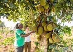 Thumbnail for Red Bull reveals new taste in South Africa, beverage industry players promote sustainable operations